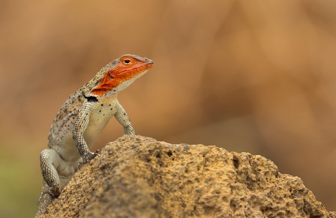 Lagartijas de Galapagos