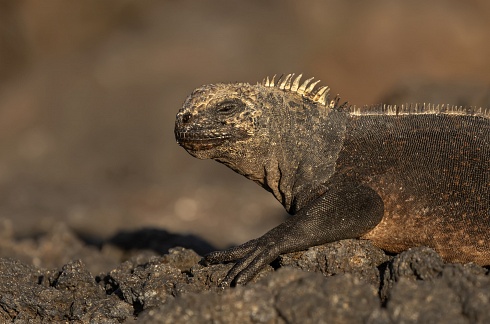 Jurassic Galapagos