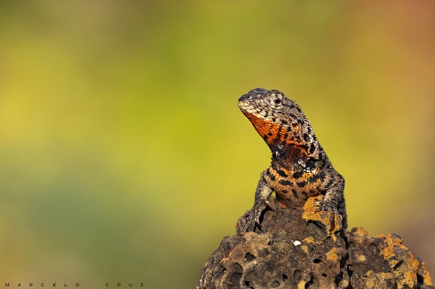 Lagartija de lava