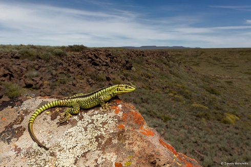 Lagartija reluciente