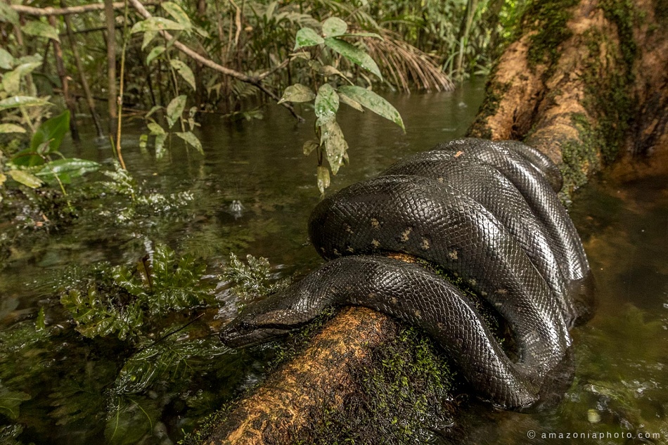 Anaconda la reina